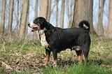 BOUVIER D'APPENZELL 038